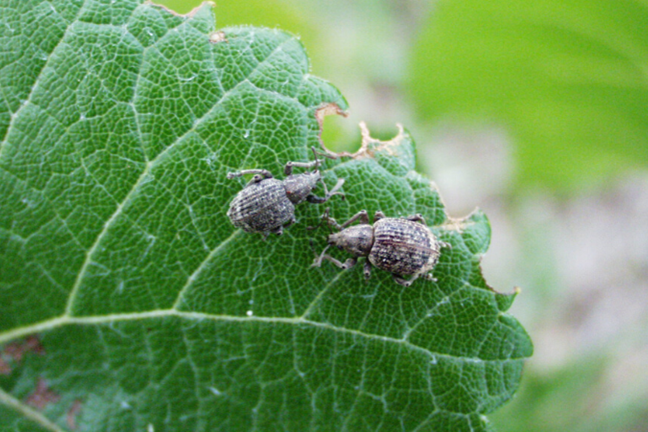 2 garden weevils chewing on a leaf