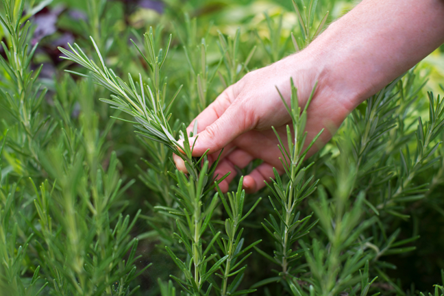 person picking a stem of Rosemary off an established plant
