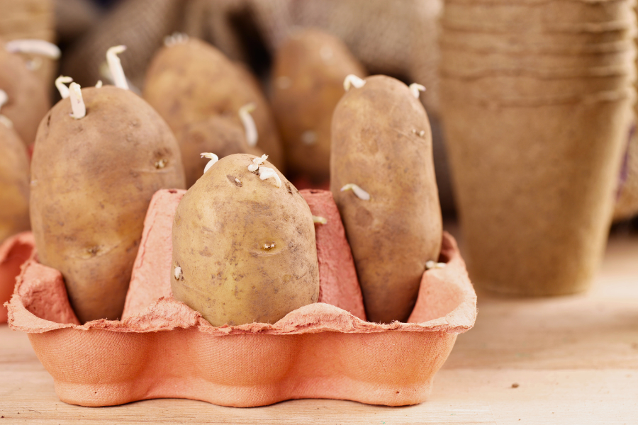 3 potatoes chitting in a 6-egg carton