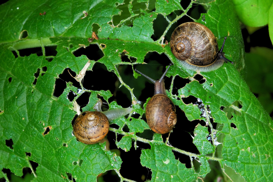 snails chewing holes in leaf