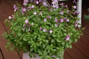 Salvia So Cool Pink 2
