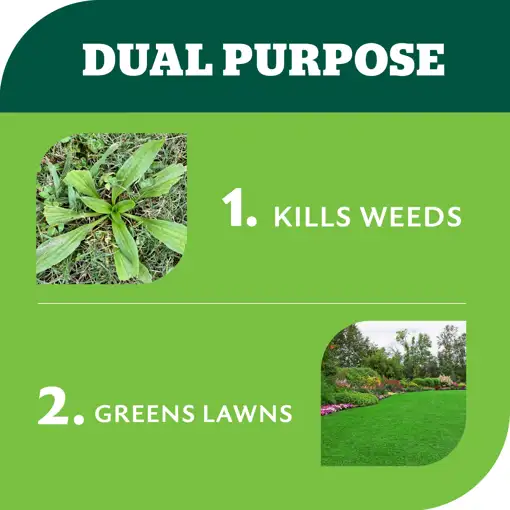 How Long Does Weed And Feed Take to Kill Weeds: Quick Guide