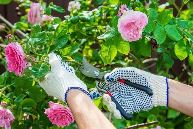 Gloved hand pruning a pink rose bush