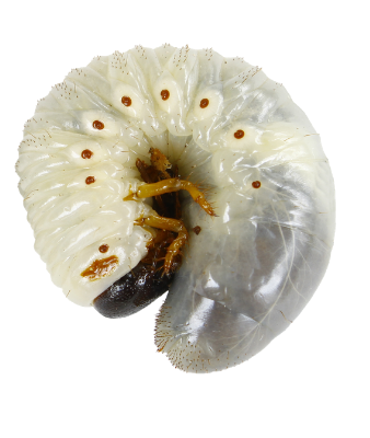 African Black Beetle Larvae