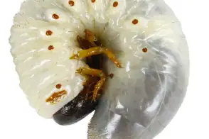 African Black Beetle Larvae