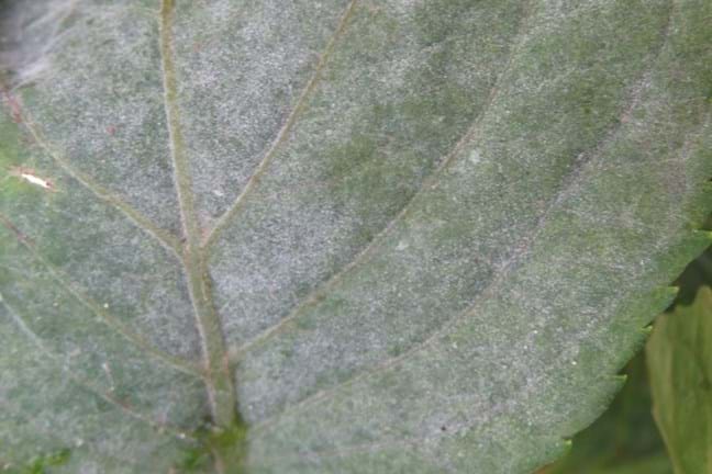 Powdery Mildew on Hydrangea Leaf