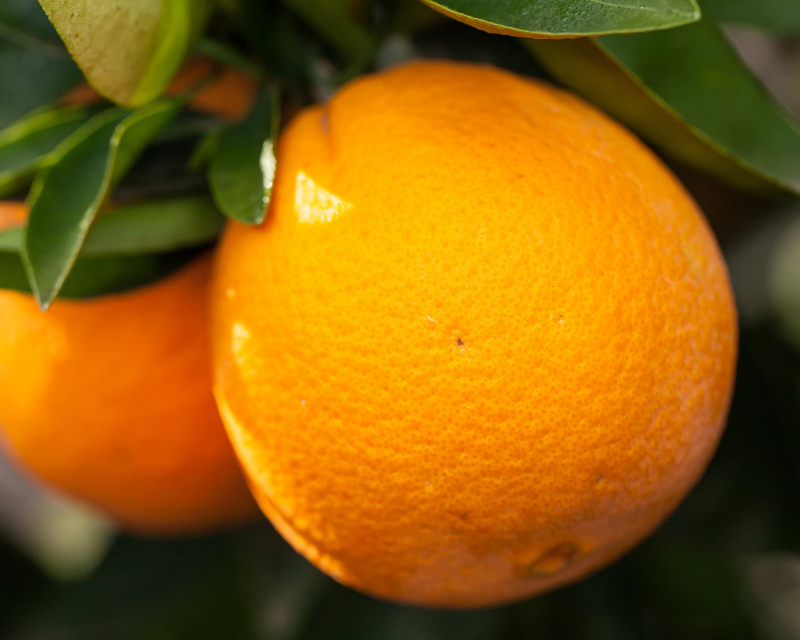 Growing Navel Oranges