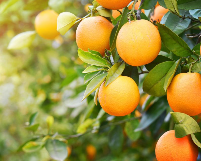 How to Grow Oranges | Yates Australia