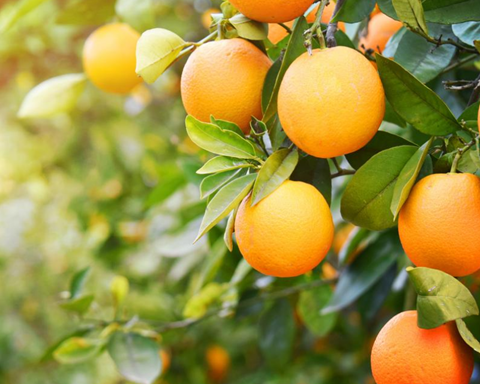 How to Grow Oranges