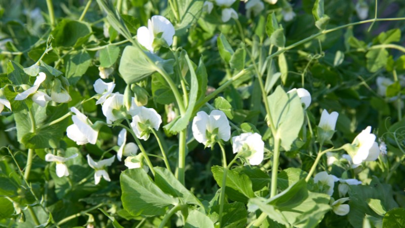 white snow pea flowers growing in a garden bed