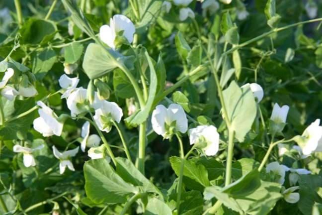 white snow pea flowers growing in a garden bed