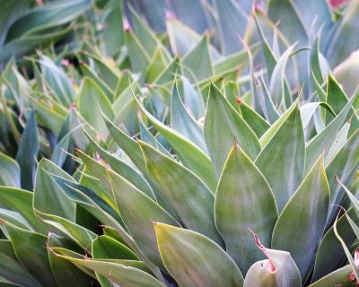 Agave
