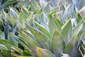 How to Grow Agave