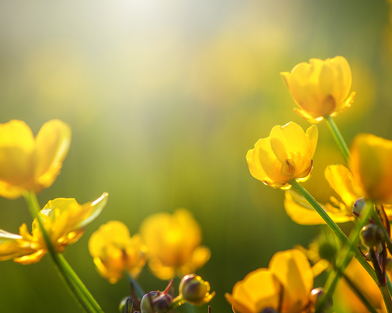 Spring flowering tips for you