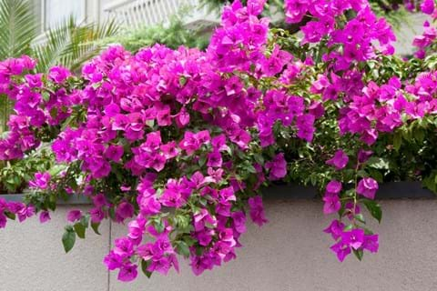 How to Grow Bougainvillea