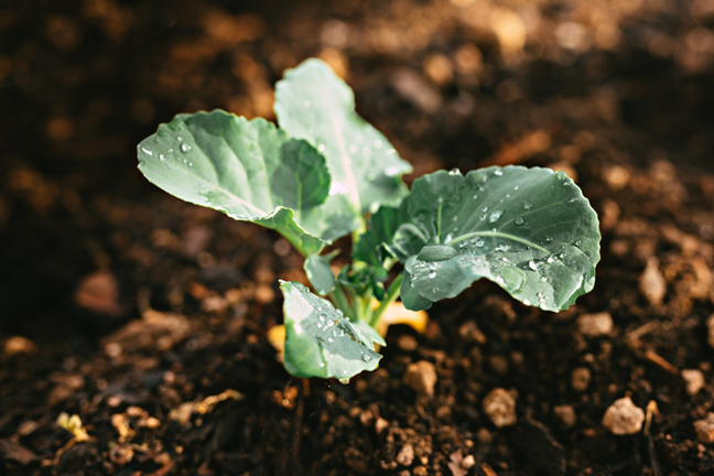 young broccoli seedling in the soil ground