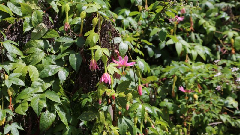 Banana passionfruit (passiflora mollissims) vine densely growing vertically