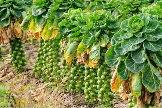many brussels sprouts plants growing in a garden bed with one central stem with heads off the side, and a leafy top
