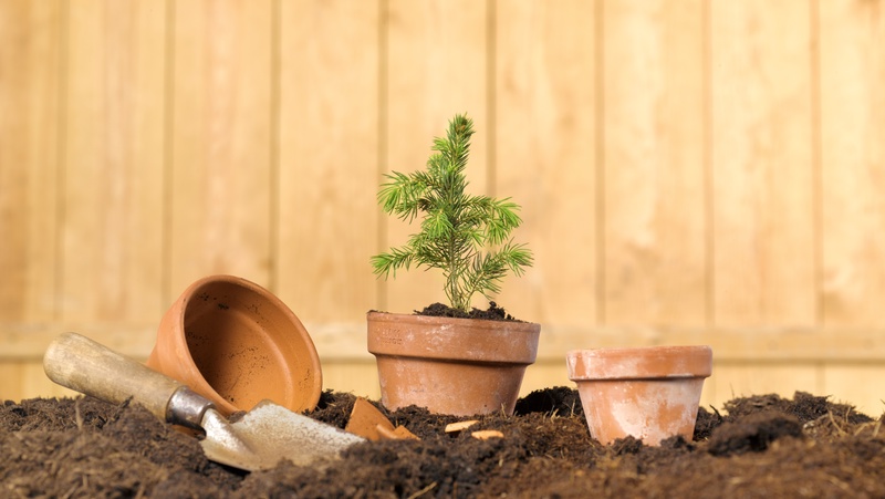 Potting Up Conifer 800X451px LS