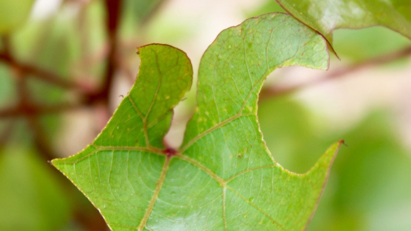 Neat circular shapes cut into the leaf