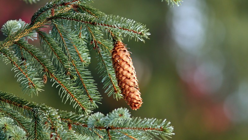 Image above: European Spruce