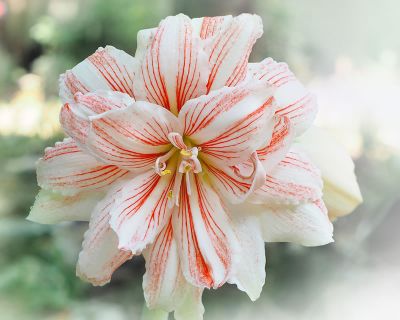 Hippeastrum