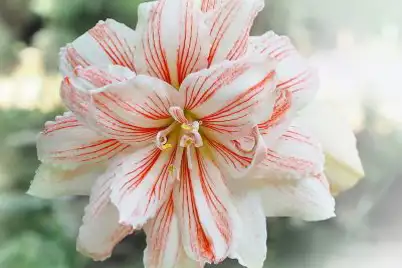Hippeastrum