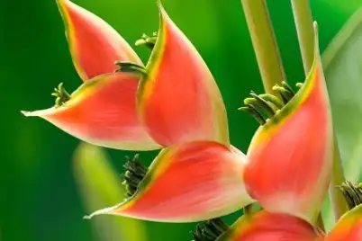 Heliconia