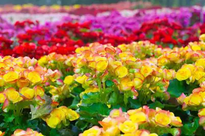 Begonia