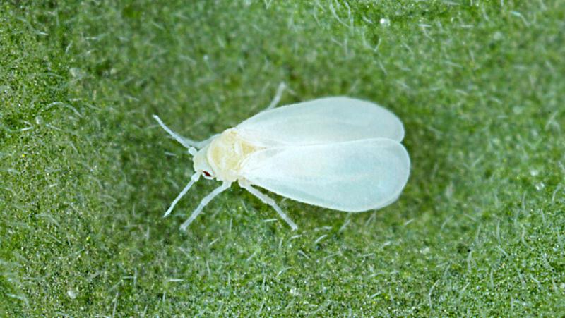 What Are Whiteflies How To Control Them In Your Garden Yates