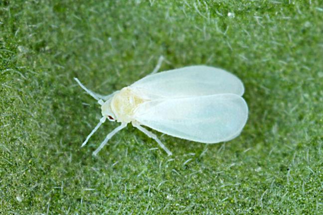 close-up of a whitefly