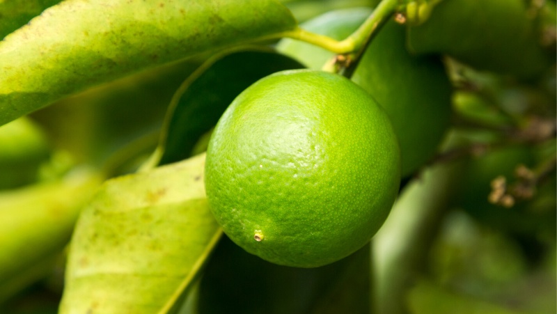 single ripening Tahitian lime on a plant