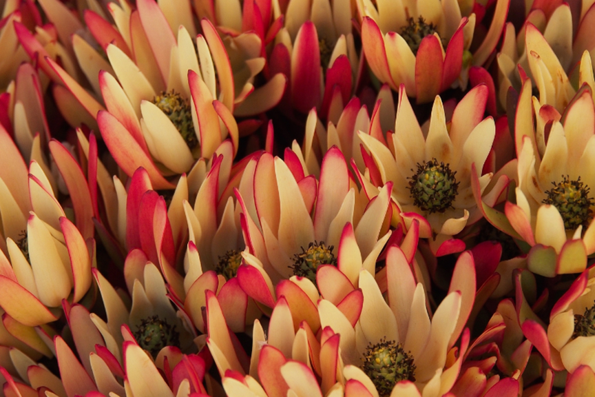 How to Grow Leucadendrons