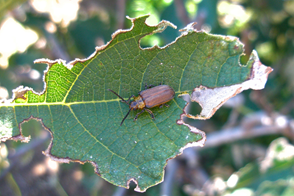 a single Fig Leaf Beetle (Poneridia semipullata) on a chewed fig leaf