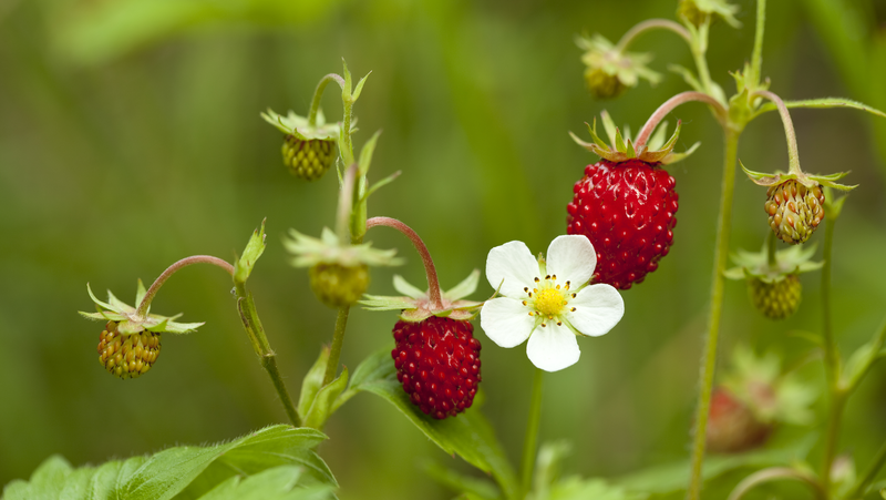 Alpine Strawberries