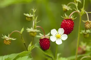 Alpine Strawberries