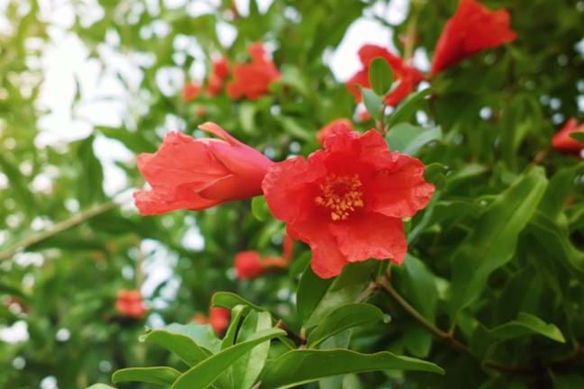 Close up of the orange-red pomegranate flowers on the tree
