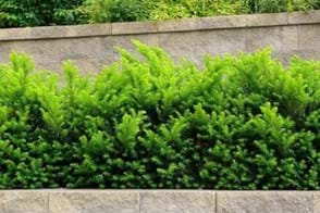 How to Grow Taxus