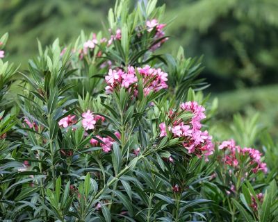 How to grow Oleander