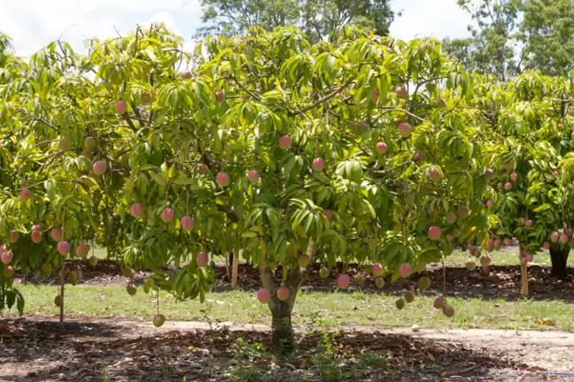 Mango 800X451px (2)