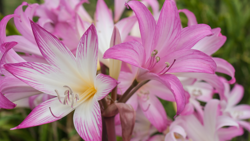 Amaryllis Belladonna Lily Naked Lady