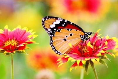 Grow a butterfly garden