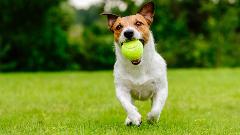 Dog On Lawn With Ball 800X451px
