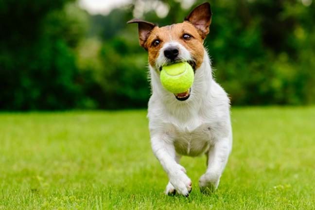 Dog On Lawn With Ball 800X451px