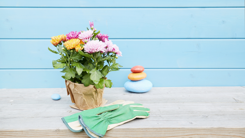 Potted Chrysanthemum
