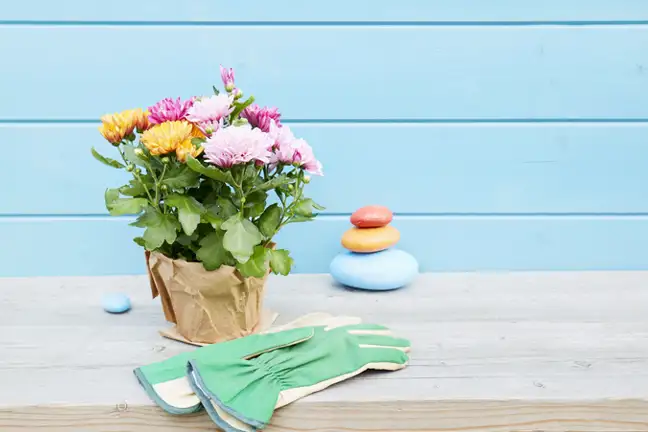 Potted Chrysanthemum