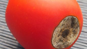 Summer Tomato Pest 2