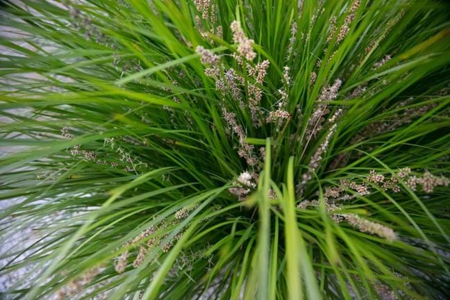 Close up of lomandra and its flower spike