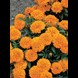 32230_marigold-cupid-mix_2_4df362a8-b071-43c1-b416-6b850120a0d3_result_ii9vf0.jpg (3)