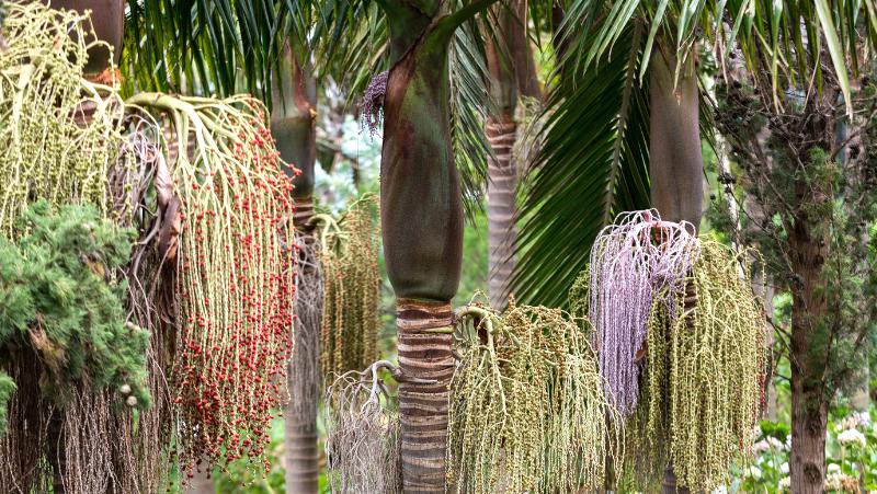 Bangalow Palm (Archontonphoenix cuninghamiana) with pendulous clusters of red fruits hanging from below the swollen crown shaft